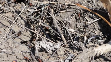 Formica ravida — colony photo 90