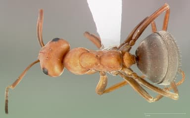 Formica ravida — queen photo 1
