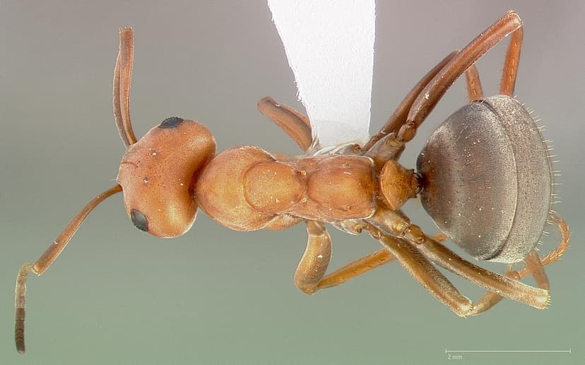 Formica ravida photo 1