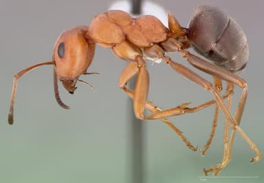 Formica ravida — queen photo 3