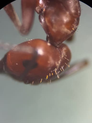 Formica rubicunda photo 16