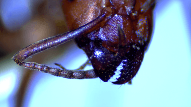 Formica rubicunda — colony photo 23