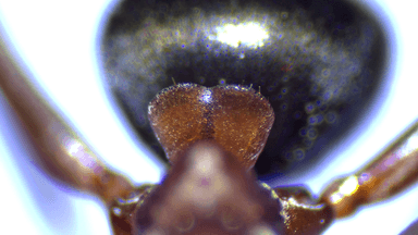 Formica rubicunda — colony photo 31