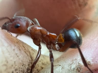 Formica rubicunda photo 38