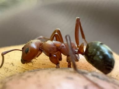 Formica rubicunda photo 42