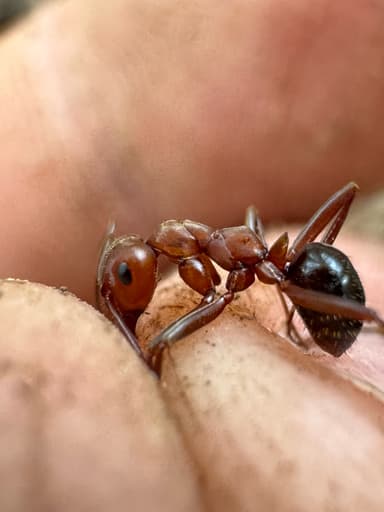 Formica rubicunda photo 47