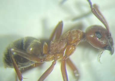 Formica rubicunda photo 54