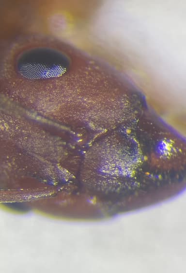 Formica rubicunda photo 60