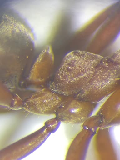 Formica rubicunda photo 61