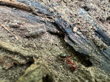 Formica rubicunda photo 63