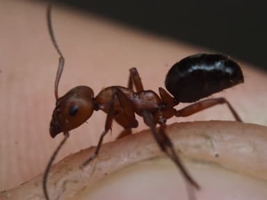 Formica rubicunda photo 66