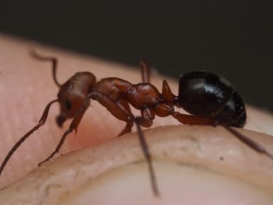 Formica rubicunda photo 67