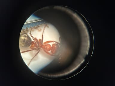 Formica rubicunda photo 69