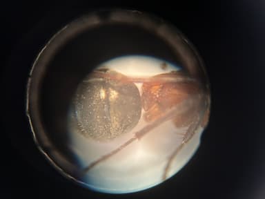 Formica rubicunda photo 70
