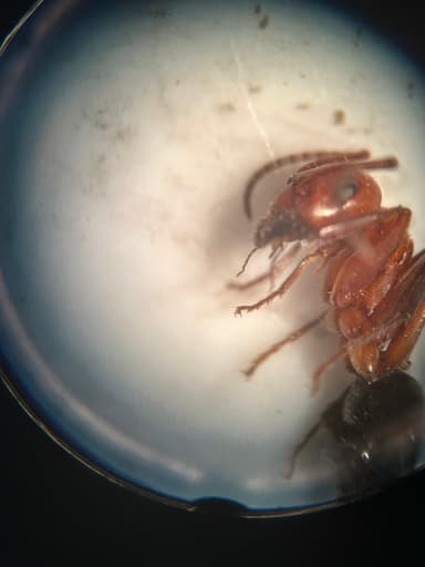 Formica rubicunda photo 71
