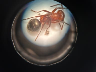 Formica rubicunda photo 73