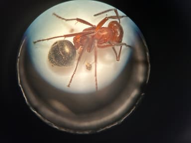 Formica rubicunda photo 74