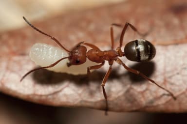 Formica rubicunda photo 77