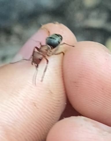 Formica rubicunda — queen photo 78