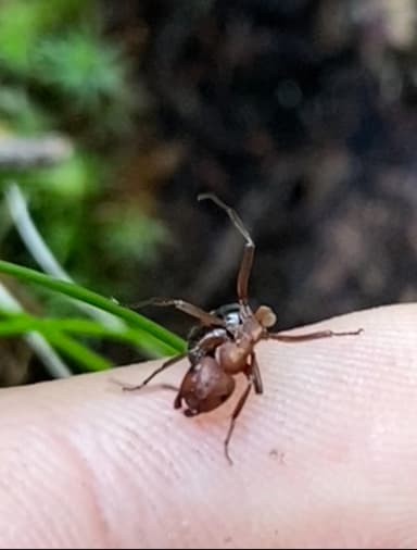 Formica rubicunda — queen photo 81