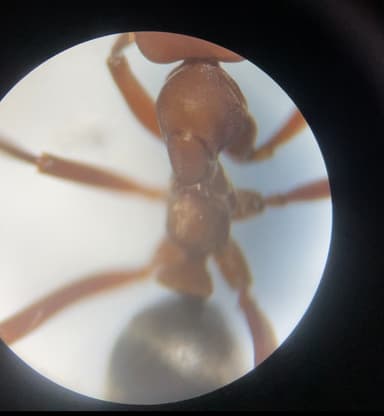 Formica rubicunda — queen photo 82