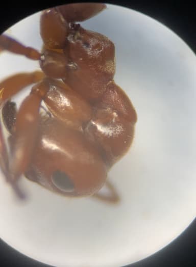 Formica rubicunda — queen photo 84