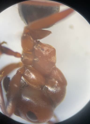 Formica rubicunda — queen photo 85