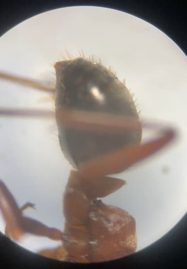 Formica rubicunda — queen photo 86