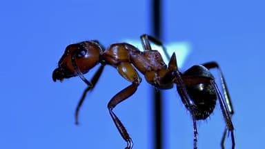 Formica rubicunda — colony photo 87
