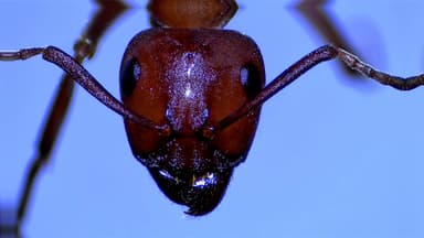 Formica rubicunda — colony photo 90