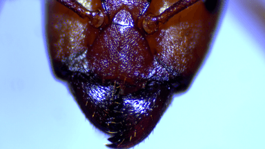 Formica rubicunda — colony photo 91