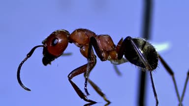 Formica rubicunda — colony photo 93