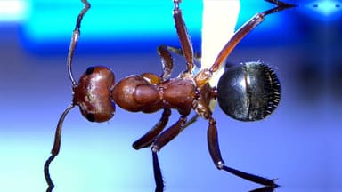 Formica rubicunda — colony photo 94