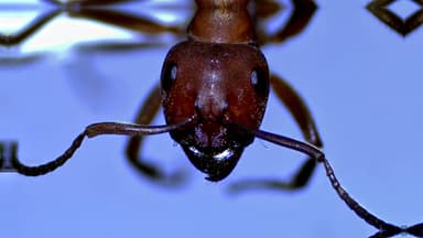 Formica rubicunda — colony photo 95