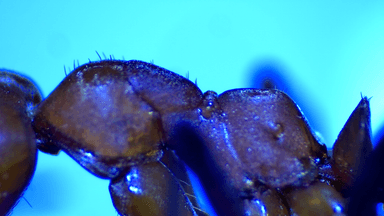 Formica rubicunda — colony photo 96