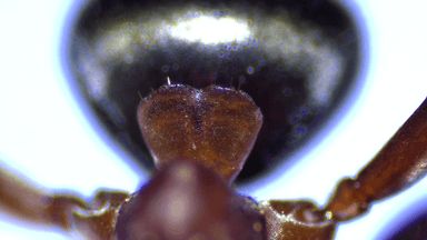 Formica rubicunda — colony photo 98
