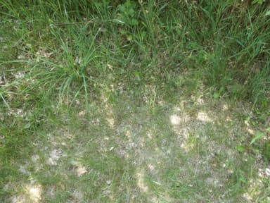 Formica rubicunda — colony photo 99