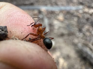 Formica rubicunda photo 105