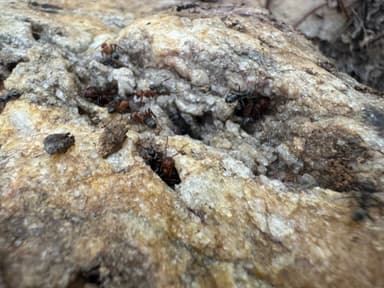 Formica rubicunda photo 107