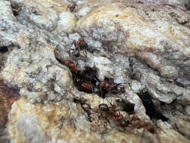 Formica rubicunda photo 109
