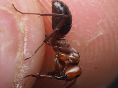 Formica rubicunda photo 114