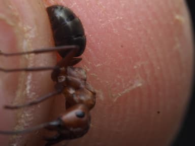 Formica rubicunda photo 115