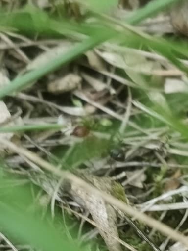 Formica rubicunda — colony photo 121