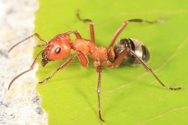 Formica rubicunda photo 122