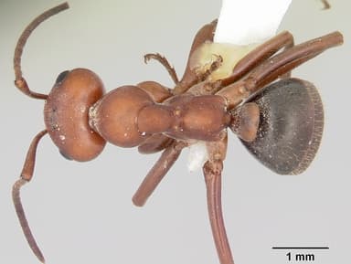 Formica rubicunda — queen photo 3