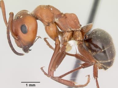 Formica rubicunda — queen photo 4