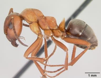 Formica rubicunda — queen photo 5