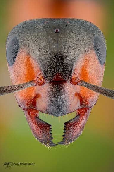 Formica rufa — queen photo 2