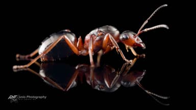Formica rufa — queen photo 3