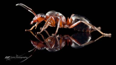 Formica rufa — queen photo 4